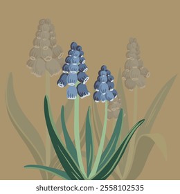 grape hyacinth, spring flowers, blue muscari, vector drawing wild plants , floral composition, hand drawn botanical illustration