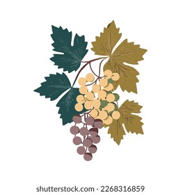 Grape Icon, Grapevine Pictogram, Wine Fruit Symbol, Ripe Grape Bunch Logo, Vector Illustration, White Background