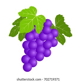 Grape illustration