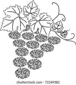 Grape illustration