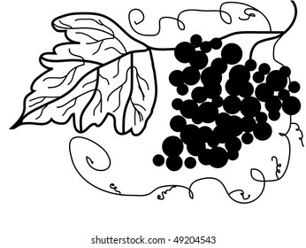 grape illustration in black and white