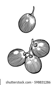 Grape illustration, drawing, engraving, ink, line art, vector