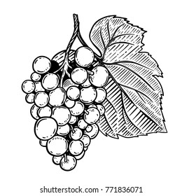 Grape illustration in engraving style isolated on white background. Design element for emblem, sign, label, menu. Vector illustration