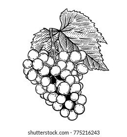 Grape illustration in engraving style isolated on white background. Design element for logo, label, emblem, sign, poster, label. Vector illustration