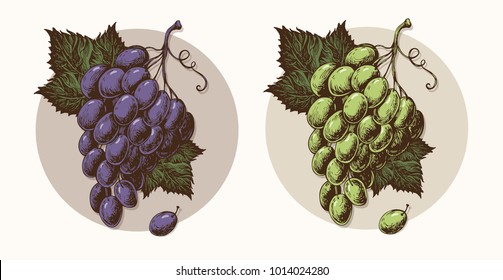 Grape Illustration Line Doodle Vector Isolated
