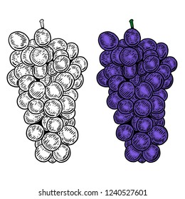 Grape illustration on white background. For package, poster, sign, banner, flyer. Vector illustration