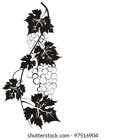 grape isolated on white background