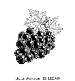 Grape isolated on white. Hand drawn branch of grapes vector illustration sketch.