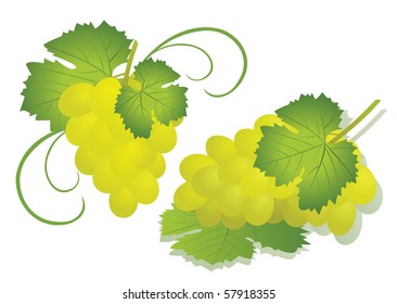 Grape isolated on white - vector illustration