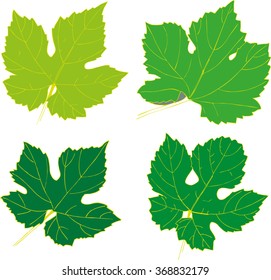 Grape leaf