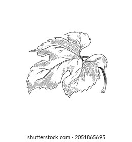 Hoja de uva en línea delgada negra, ilustración vectorial dibujada a mano aislada en fondo blanco. Parte de la vid de uva de estilo vintage para etiquetas de vino o bebidas de jugo.