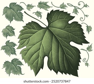 Grape leaf. Design set. Editable hand drawn illustration. Vector vintage engraving. Isolated on light background. 8 EPS