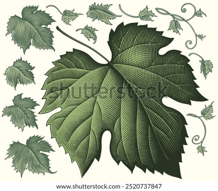 Grape leaf. Design set. Editable hand drawn illustration. Vector vintage engraving. Isolated on light background. 8 EPS