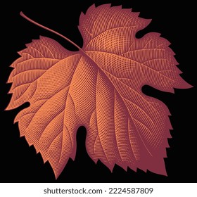 Grape leaf. Editable hand drawn illustration. Vector vintage engraving. Isolated on black background. 8 eps