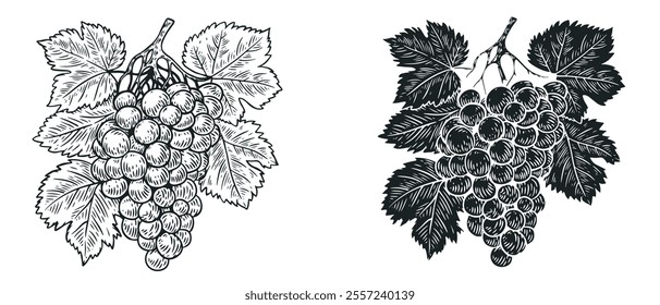 Grape with leaf in hand draw style sketch isolated on clean background. Monochrome cartoon vector illustration.