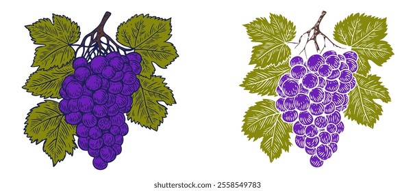 Grape with leaf in hand draw style sketch isolated on clean background. Color cartoon vector illustration.