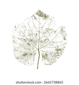 Grape leaf imprint, botanical stamp on white background. Vintage element design. Vector illustration
