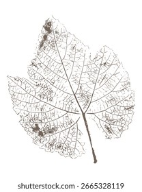 Tinta de impresión de hoja de uva, sello botánico sobre fondo blanco. Ilustración vectorial