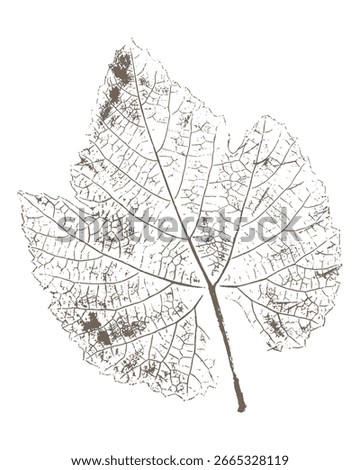 Grape leaf imprint ink, botanical stamp on white background. Vector illustration