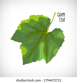 Hoja de uva sobre fondo blanco.  Elemento dibujado a mano para el concepto de carta de vinos. Ilustración vectorial.