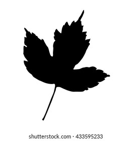grape leaf silhouette on white background
