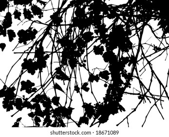 Grape leaf silhouette vector. See similar pictures in my portfolio.