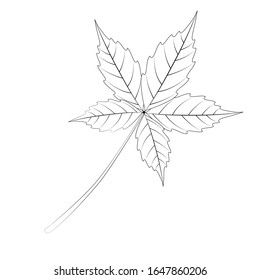 Grape leaf sketch on a white background. Contour for coloring.