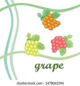 Grape with leaf. Vector elements for design