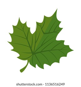grape leafs isolated icon