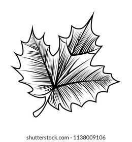 grape leafs isolated icon