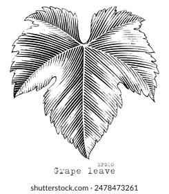 Grape leave hand drawing vintage style black and white clip art