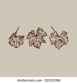 Grape Leaves