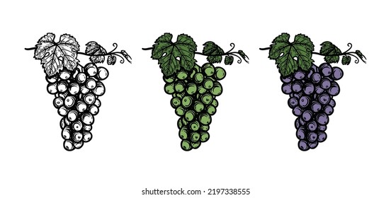 Uva, hojas, bayas. Vector dibujado a mano. ilustración de uva de vino. Logo de icono de Viñastilla