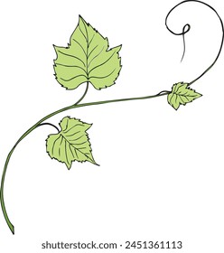 Grape leaves for botanical illustration or graphic design ornament