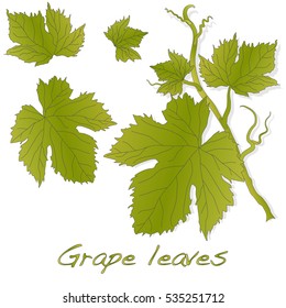 Grape leaves isolated on white. Vector