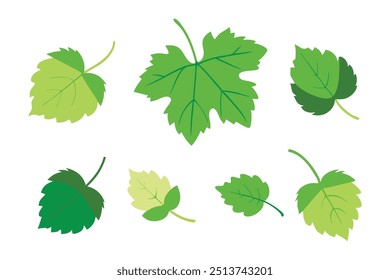 
Folhas de uva definir ilustração vetor plana isolada no fundo branco.