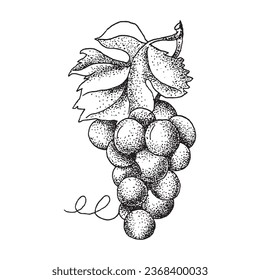 Grape and leaves, Grape sketch vector illustration, Vector hand drawn illustration