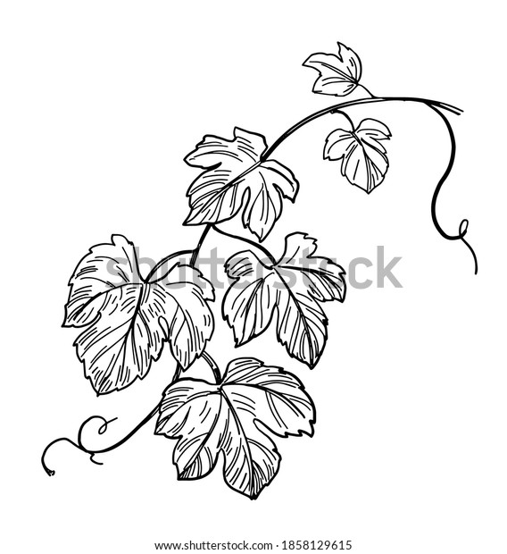 Grape Leaves Vine Branch Vector Sketch Stock Vector (Royalty Free ...