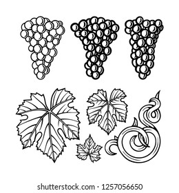 Grape, grape leaves and vine hand drawn illustrations set isolated on white.