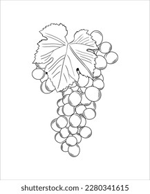 Grape line art. Hand drawn. Grape product, vector illustration isolated on white background.
