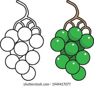 grape  line vector illustration isolated on white background