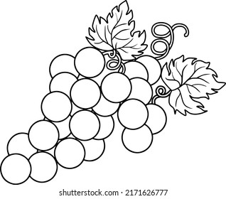 Grape line vector illustration isolated on white background