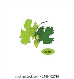  Grape logo. Fruit logo, vector illustrations. For menu.Vector colorful grape vine logo design template. Concept for organic products ,healthy food, wine list, menu.Cabernet France .
