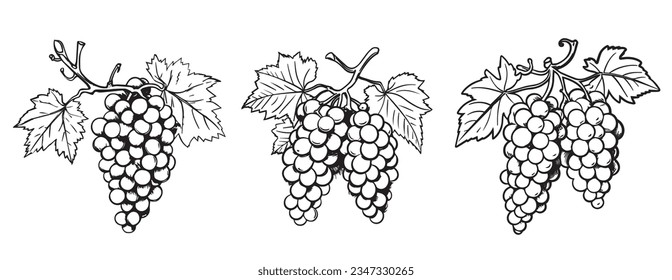 Grape on branch silhouette illustration isolated on white background, vector. Grape silhouette with leaves. Black and white minimalist art design. Fruit, healthy food