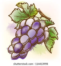 Grape. Original vector illustration, imitation of watercolor painting