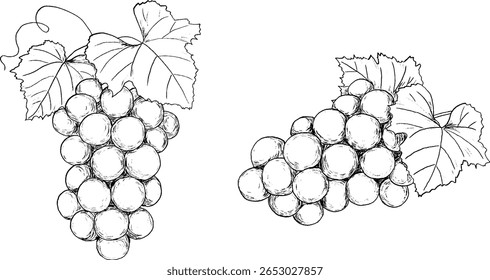 Conjunto de Ilustración vectorial de dibujo de bolígrafo de uva
