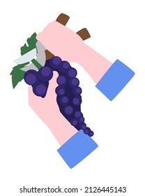 Cosecha de uva. Las manos cortaron un montón de uvas maduras. Ilustración vectorial plana. Eps10