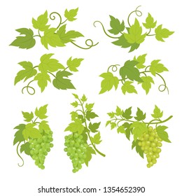 Grape plant decorative elements. Grapevines green leaves. Vitis vinifera decor. Vector flat Illustration advertising. Isolated transparent background template.