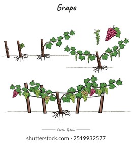 Grape plant Package. set of growing Grape. tree illustration from seed to be Grape tree in vector. Can be used for topics like biology or education poster.