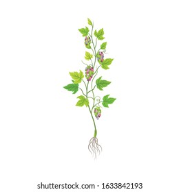 Grape Plant with Vines and Cluster of Grapes Vector Illustration